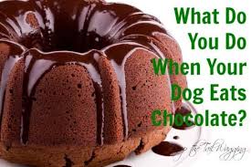 What To Do When Your Dog Eats Chocolate Cake Keep The Tail Wagging Microwave Cake Recipe Chocolate Bundt Cake Dog Ate Chocolate