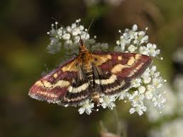 Image result for Pyrausta ostrinalis