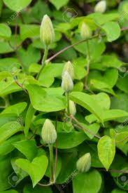 Maybe you would like to learn more about one of these? Flower Buds Of White Clematis In The Spring Garden Bush Of White Clematis Stock Photo Picture And Royalty Free Image Image 101693127