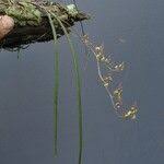 Image result for Polystachya tenuissima