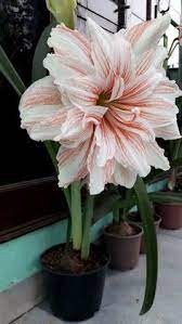Growing Amaryllis From Bulbs How To Grow Amaryllis In A Container Amaryllis Plant Bulb Flowers Container Flowers