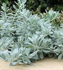 Native plants often have striking forms and stunning flower displays that create powerful contrasts and variety in ornamental gardens or for lining driveways. Western Australia