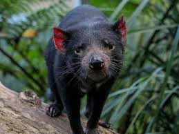 Though the character appeared in only five shorts before warner bros. Tasmanian Devil Conservation Currumbin Wildlife Sanctuary