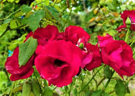 Berikut ini merupakan foto, gambar bunga mawar serta arti bunga mawar. Cara Penyerbukan Bunga Mawar Gambar Lengkap Ilmusiana