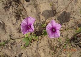 Image result for Crotalaria verrucosa