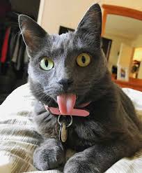Cat Tongue Sticking Out Not Eating 2025 ...