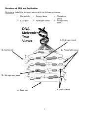 You can do the exercises online or download the worksheet as pdf. Dna Strucuture And Replication Structure Of Dna And Replication Directions Label The Diagram Below With The Following Choices Nucleotide Deoxyribose Course Hero