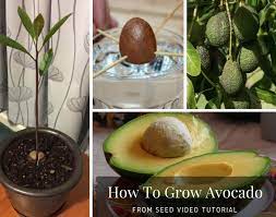 How To Grow Avocados From Seed The Fastest Way The Whoot Grow Avocado Avocado Seed Growing An Avocado Tree