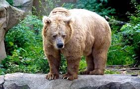 What is the average size of a brown bear? Brown Bear Animal Description Features Lifestyle And Habitat Of Brown Bear