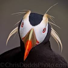 Birds With Tufted Heads Uk Bad Hair Day Tufted Puffin By Christopher Dodds Photo 76659869 500px Puffin Tufted Beautiful Birds