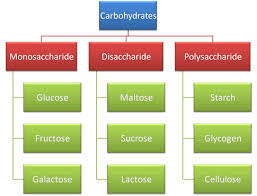 spm biology carbohydrates