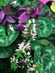 I had trouble finding a way to get enough light on my plant, when i tried growing plectranthus x 'mona lavender' leaves are green on top and dark purple underneath. Green Leaves Teleportingweena