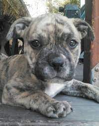 Reverse Brindle Pitbull Puppy Pittie Puppies Pitbull Puppies Puppies