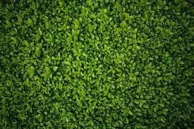 Others thrive in partial sunlight. Privacy Landscaping Plants Privacy Plants