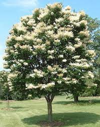 Japanese Tree Lilac Syringa Reticulata Deer Resistant Tree Flowering Trees Ornamental Trees Deer Resistant Plants