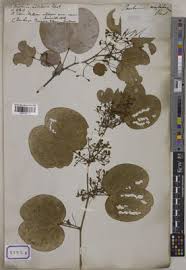 Image result for Agelanthus songeensis