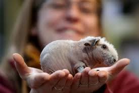 Pet Habitat South Africa