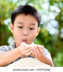 74+ Thousand Jasmin Rice On Dish Studio Royalty-Free Images, Stock Photos &  Pictures