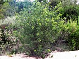 Image result for Zanthoxylum lindense