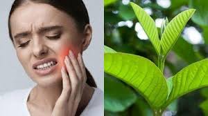 Pilihan obat sakit gigi yang aman untuk ibu hamil. Berkumur Dengan Air Garam Hingga Kunyah Daun Jambu Biji Tips Mengobati Sakit Gigi Secara Alami Halaman All Tribun Kaltim