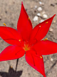 Image result for Cyrtanthus rhodesianus