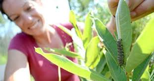 Monarchs thrive along city roads thanks to pilot project