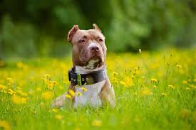 American pitbull terriers come in a range of different colors. Characteristic Features Of Red Nose Pit Bulls You Should Know Dogappy