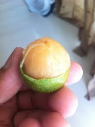 Image result for Melicoccus