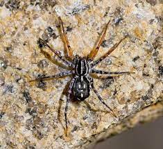 Maybe you would like to learn more about one of these? Spotted Ground Spiders The Australian Museum