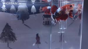 Ikan cupang fancy merupakan ikan cupang yang berasal dari thailand. Bettafish Fccp Cupang Fancy Cooper Plakat Fccp Red Head Youtube