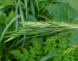 Image result for Bromus catharticus