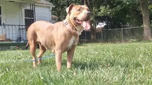 Hulk pitbull puppies, if also trained to be elite protection dogs, could fetch up to $55,000 per pup. Why Are Blue Nosed Pit Bulls Not Dog Friendly Quora