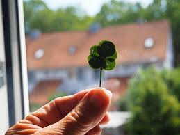 Frau aus Weil am Rhein findet siebenblättriges Kleeblatt