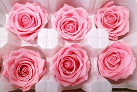 There are many ways to preserve fall leaves, from pressing to waxing to drying. Preserved Roses 8 Preserved Roses Per Order Colors Red White Dried Roses