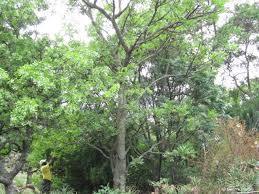 Image result for Glenniea africana