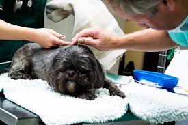 What Causes Blood In Dog S Urine Petmeds Pet Health Blog