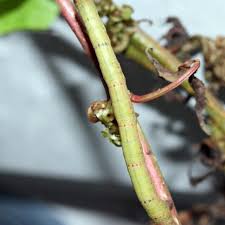 Image result for Dignathia gracilis