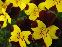 Yellow And Maroon Pansies Pansies Beautiful Flowers Pansies Flowers