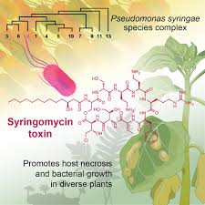 Image result for Pseudomonas syringae