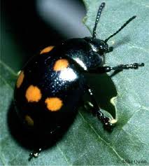 Image result for Dewevrella cochliostema