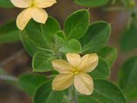 Image result for Xysmalobium holubii