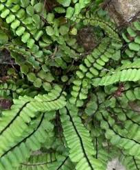 Image result for Asplenium smedsii