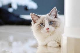 Ragdoll Kedi Cinsi Ve Ozellikleri Ajanimo