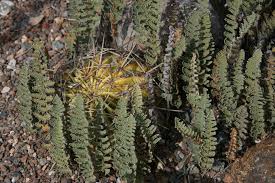 Image result for Cheilanthes perlanata