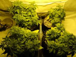 Is the hps grow light good for plants? Grow 4 7 Oz With A 250w Hps Beginner Tutorial Grow Weed Easy