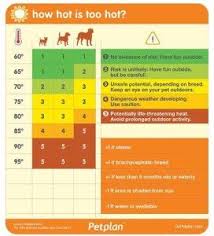 How Hot Is Too Hot For Your Dog Dogs Dog Temperature