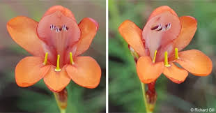 Image result for Tritonia