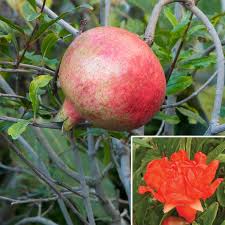 We did not find results for: Pomegranate Big Red Punica Granatum Zone 8 Hardiness Zone