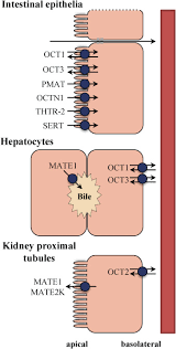 Wong kim huat holdings sdn bhd batu caves •. Biowaiver Monographs For Immediate Release Solid Oral Dosage Forms Metformin Hydrochloride Sciencedirect