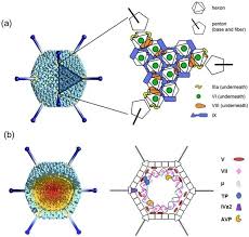 Angines de l'adulte et de l'enfant et les cellules cibles des adénovirus sont principalement de nature épithéliale, dans la conjonctive et les tractus. Latest Insights On Adenovirus Structure And Assembly Amazing Science Structural Biology Molecular Biology X Ray Crystallography